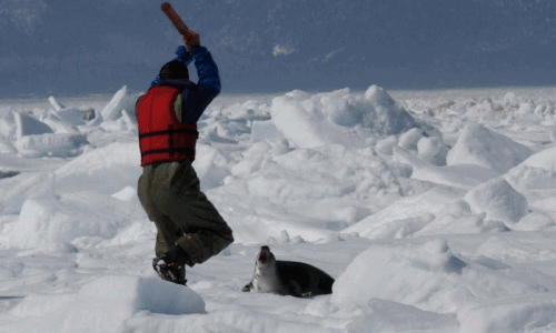 Kinh hoàng cảnh tượng săn hải cẩu nhuốm máu