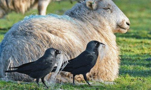 Quạ thông minh lén lút nhổ lông cừu để xây tổ