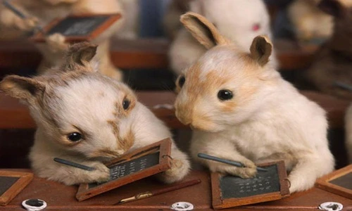 Khi động vật chăm học hơn cả con người