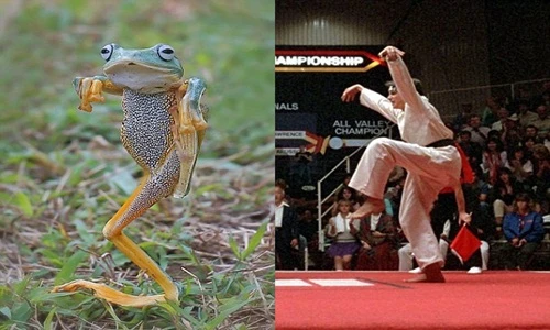 Ếch bay thể hiện võ kung-fu cực đáng yêu