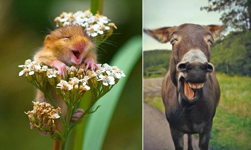 "Chết điếng" với sự đáng yêu của động vật khi cười