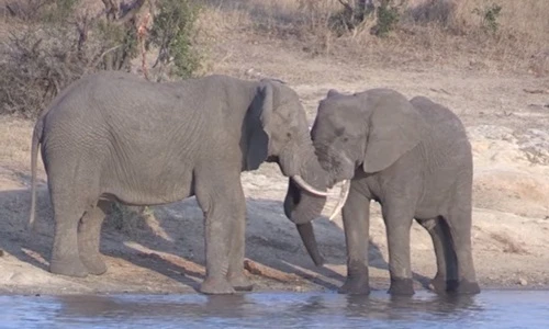 Khi những con voi đực đồng tính công khai yêu đương