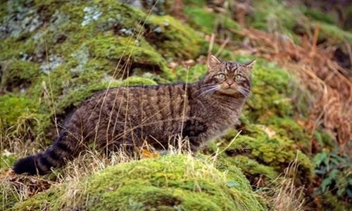 Cận cảnh loài mèo rừng quý hiếm nhất thế giới