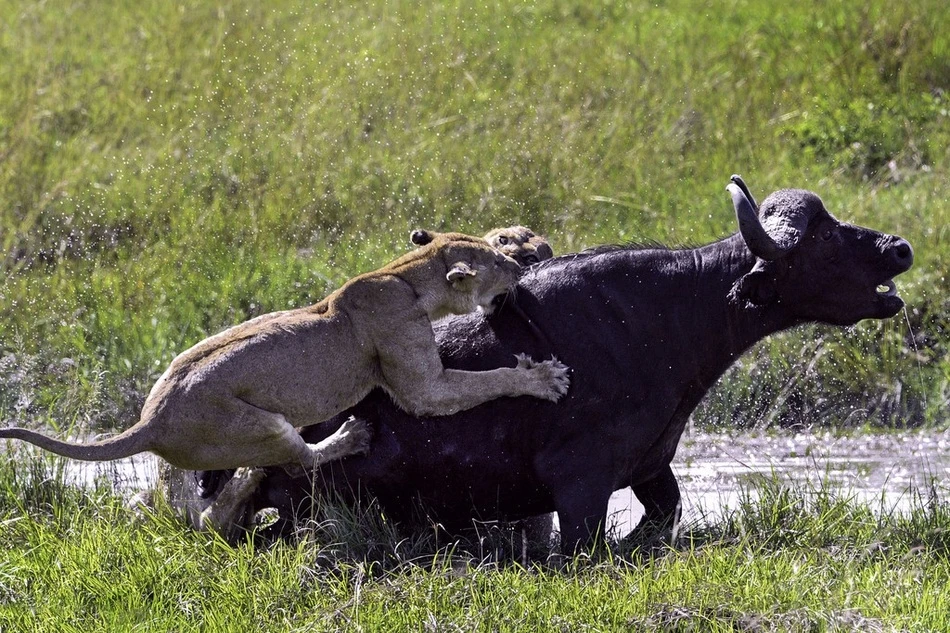 Trâu rừng lâm thế bí, bị sư tử cái quây giết thảm hại