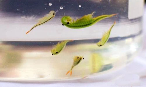 Tận mục động vật thời cổ đại hiếm thấy vừa tái xuất