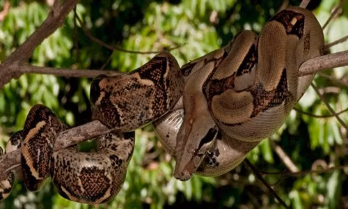 Những động vật di cư đang khiến nước Mỹ lâm nguy