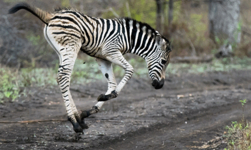 Ngựa vằn nhảy nhót như ngáo đá khi thấy mưa rơi