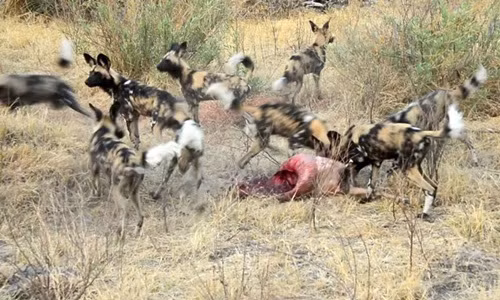 Kịch tính trận chiến truyền kỳ giữa chó hoang và linh cẩu