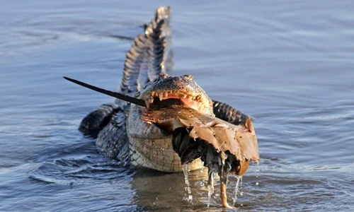 Cá sấu khổng lồ vật vã nhai nát con cua móng ngựa
