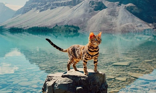 Biết cuộc sống của mèo Bengal này, bạn sẽ ganh tỵ mà xem