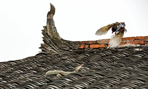 Kịch chiến giữa chim giẻ cùi và rắn trên nóc nhà 
