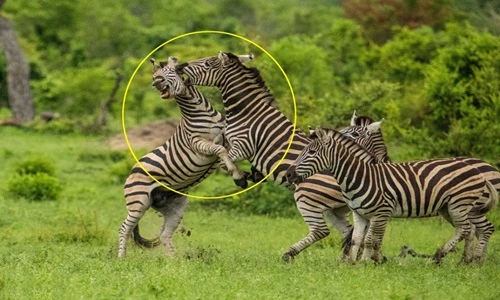 Ngựa vằn cắn xé nhau tơi tả để tranh giành quyền lực 