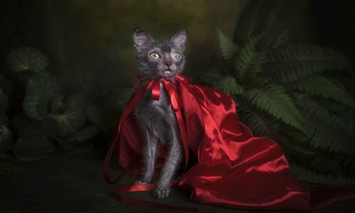 Giật mình ngoại hình giống mèo sói biến dị