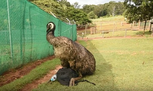 Đà điểu hứng tình cố gắng giao phối với túi du khách