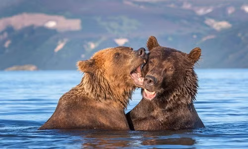 Bắt quả tang gấu nâu hôn hít nhau điên cuồng dưới nước