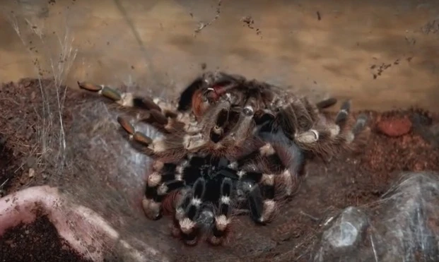 Kinh hoàng cảnh tượng nhện Tarantula lột xác 