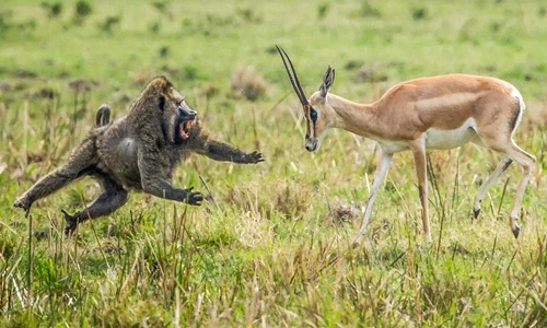 Căng thẳng đối đầu giữa linh dương và khỉ đầu chó khát máu