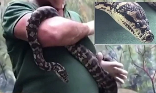 Hãi hùng cảnh trăn khổng lồ nghiện ma túy "phê"