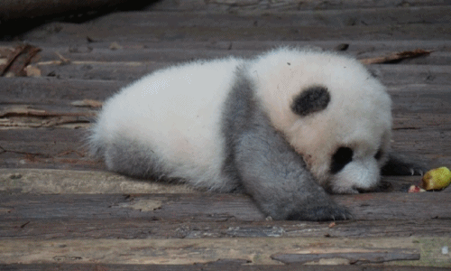 Phát cuồng với gấu trúc xám có 1-0-2 cực đáng yêu