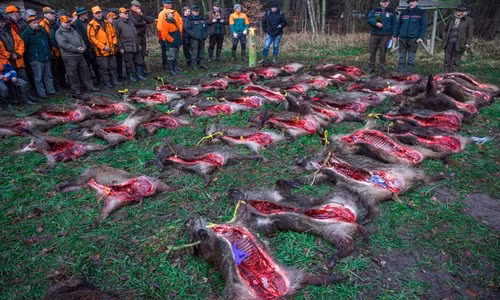 Kinh hoàng cảnh lợn rừng bị phanh thây giữa trời giá buốt 