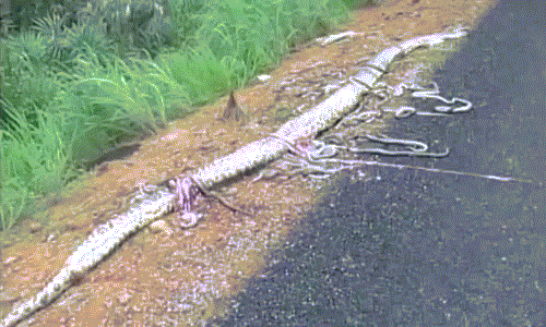 Lạnh người cảnh trăn khổng lồ mang thai bị đâm chết