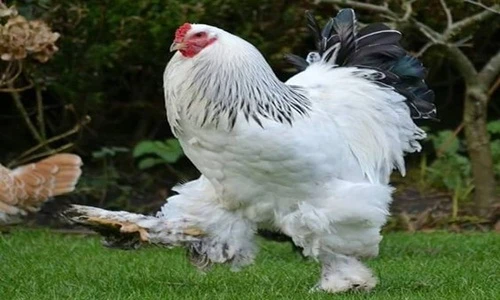 Cận cảnh giống gà vua “khủng” nặng ngang một đứa trẻ