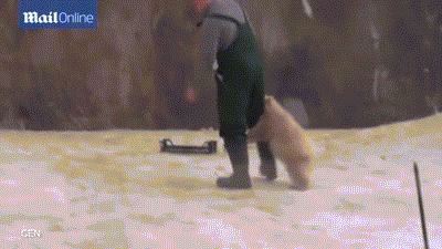 Gấu Bắc cực siêu đáng yêu làm nũng như con người