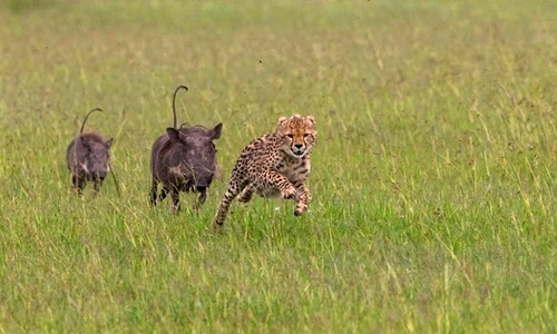 Bại trận, báo đốm bị con mồi đuổi chạy "té khói"