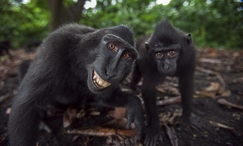 Những bức ảnh “tự sướng” cực chất của loài khỉ mào đen