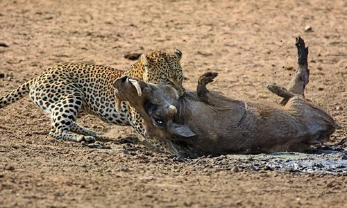 Kinh hãi xem báo đốm cắn cổ lợn rừng