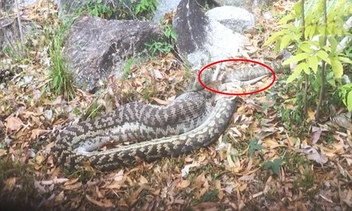 Kinh hoàng trăn khổng lồ nuốt chửng kangaroo 