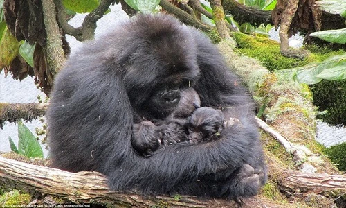 Ảnh khỉ đột núi song sinh cực hiếm quấn mẹ không rời