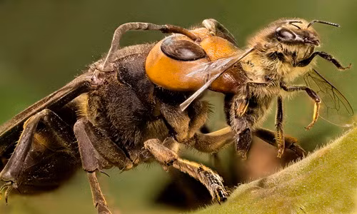 Hãi hùng cơn ác mộng mang tên ong bắp cày khổng lồ