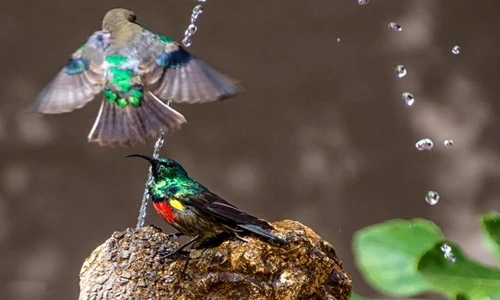 Ba "thanh niên" chim đánh nhau tơi tả để lấy chỗ tắm