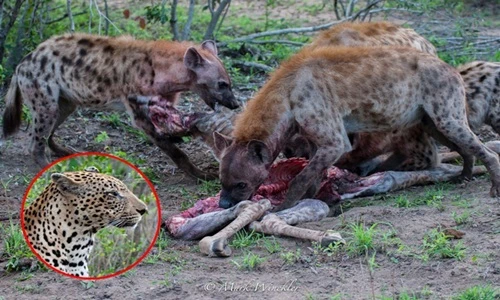 Linh cẩu cậy đông cướp xác hươu cao cổ của báo đốm