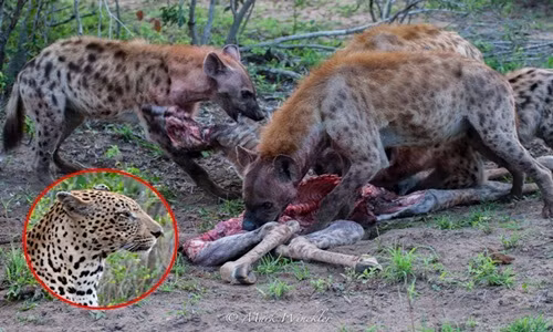 Linh cẩu cậy đông cướp xác hươu cao cổ của báo đốm 