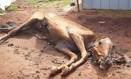 Bị phạt hàng tỷ đồng vì ngược đãi thú vật