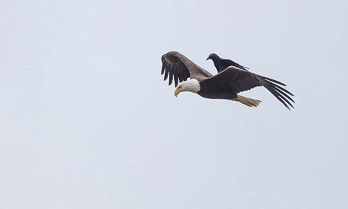 Qụa táo bạo cưỡi lưng đại bàng hói du ngoạn