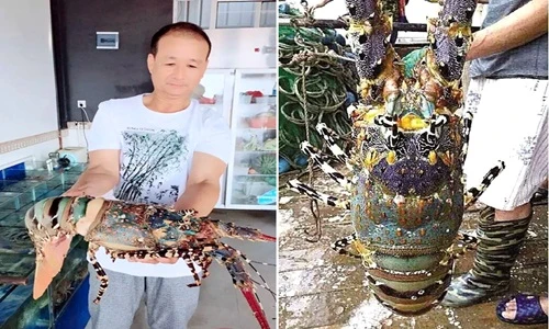 "Sốc" khi bắt được tôm hùm chúa khổng lồ