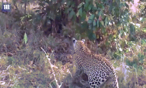 Trăn khổng lồ chết thảm trước sức mạnh của báo mẹ