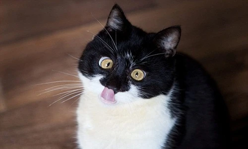 Chết mê vẻ đáng yêu của chú mèo mắt lác Ozzy 