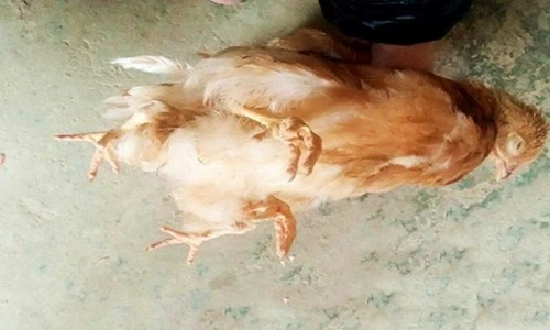 Xuất hiện gà “yêu quái” bốn chân ở Trung Quốc