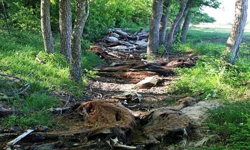 Hãi hùng cảnh hàng trăm động vật gầy trơ xương, lở loét...