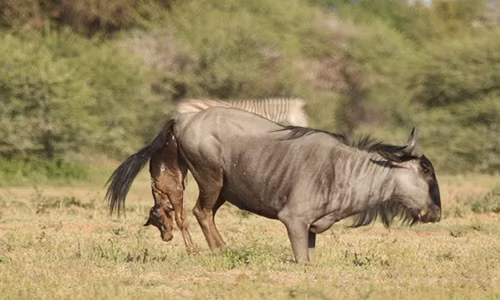 Cận cảnh sự ra đời hoang dã của linh dương đầu bò