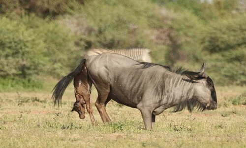 Cận cảnh sự ra đời hoang dã của linh dương đầu bò