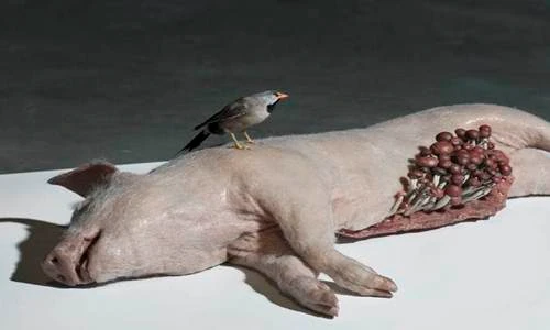 Những tác phẩm động vật độn xác gây ác mộng nhất