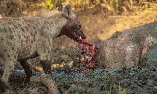 Linh cẩu khát máu xé xác trâu rừng hấp hối