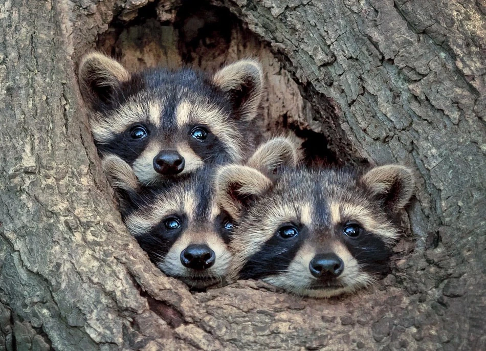 Ngọt lịm tim ảnh đáng yêu của động vật tuổi thiếu niên