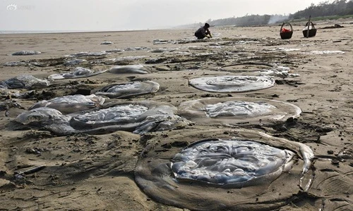 Sứa khổng lồ mắc kẹt, chết thảm trên bãi biển