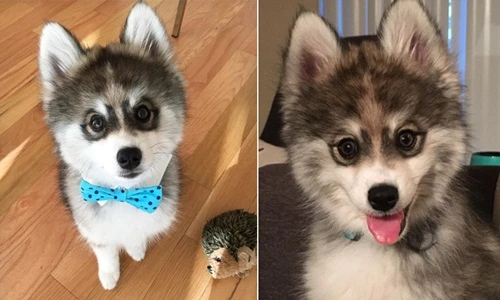 Ấn tượng chú chó có đôi mắt thôi miên con người